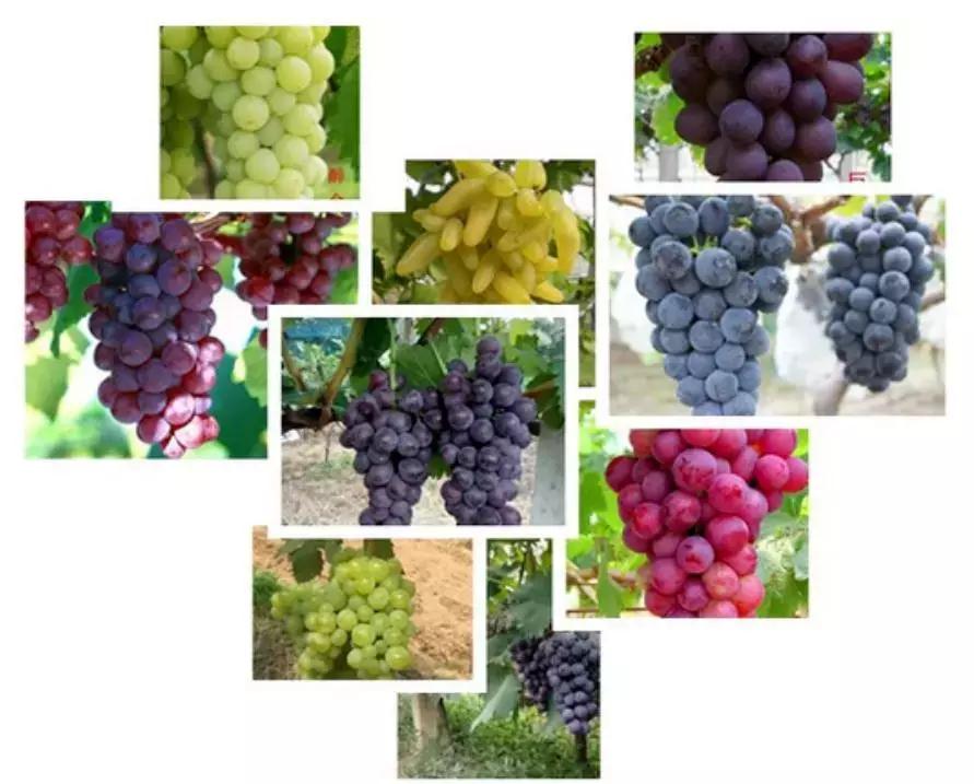 河南平顶山好吃的美食有哪些,河南知名农产品