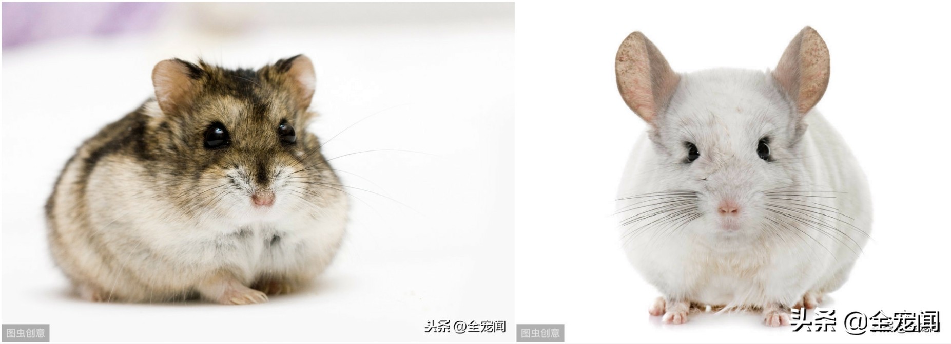 龙猫到底是个什么物种,宠物龙猫饲养注意事项有哪些