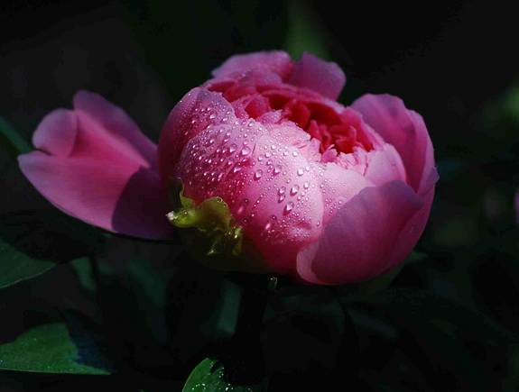 中国十大名花你认识几种呢,中国十大名花你喜欢哪种呢