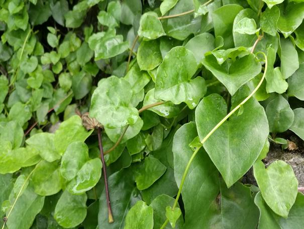 山里背阴处的爬藤植物,农村水沟旁长的爬藤植物叫什么