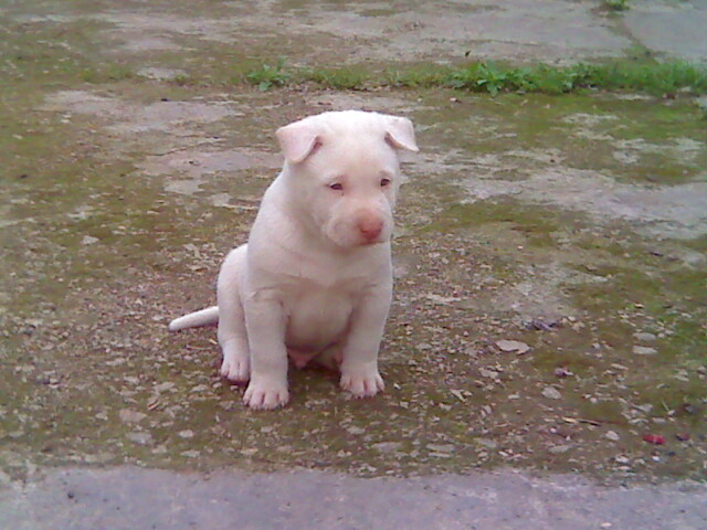 中国比较凶猛的犬,中国被公认的最凶猛的犬
