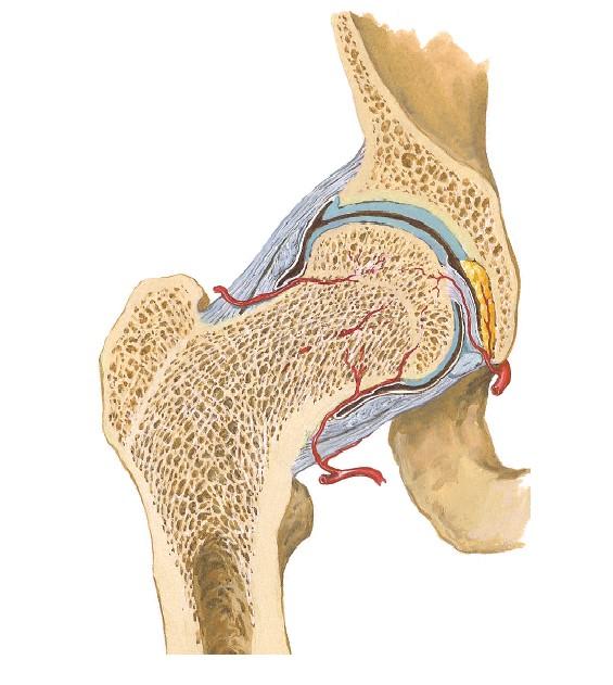 膝盖半月板损伤三年了还能自愈吗,内侧半月板后角损伤2-3级能自愈