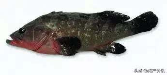 海洋科普世界上都有什么鱼,十种受欢迎的海鲜鱼类