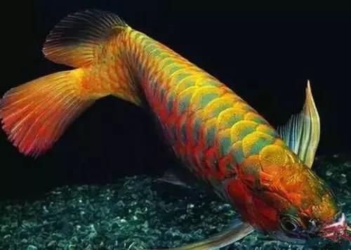 养龙鱼知识大全,龙鱼的起源与产地水族馆