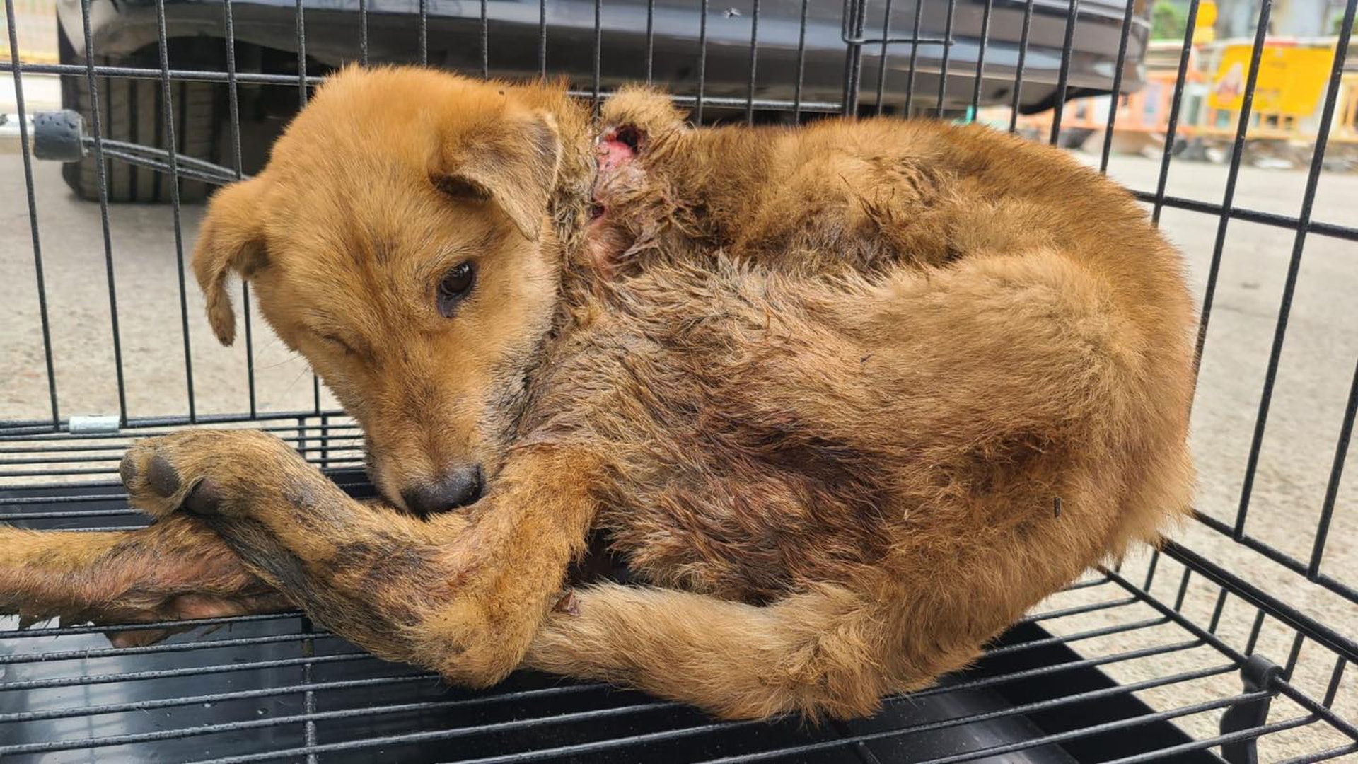 牵引带成了夺命符，狗狗被从小带到大的牵引带*绑捆**致死