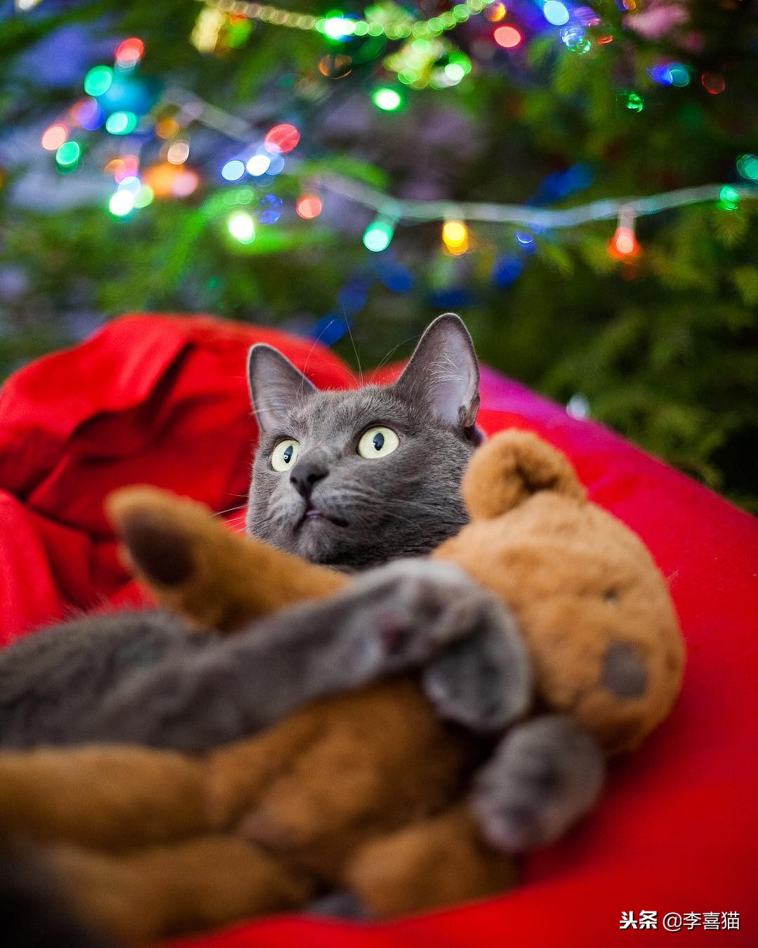 养活一只猫容易吗,宠物猫咪如何饲养才好养