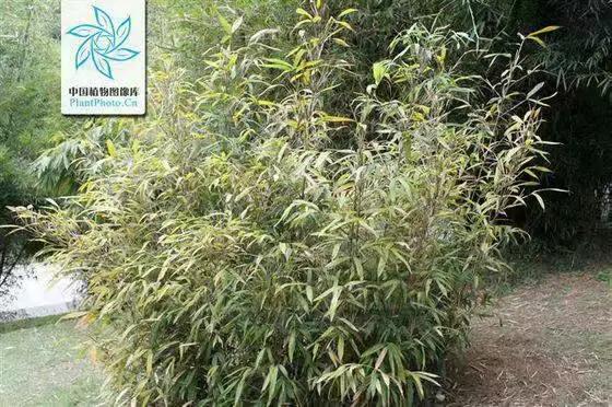 竹子开花，百年难遇的奇闻怪事，生命的最后绽放