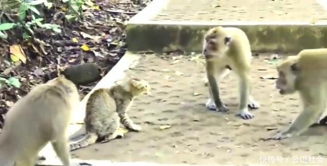 母猫钻到黑的地方是要生了吗,母猫掉进猫窝里