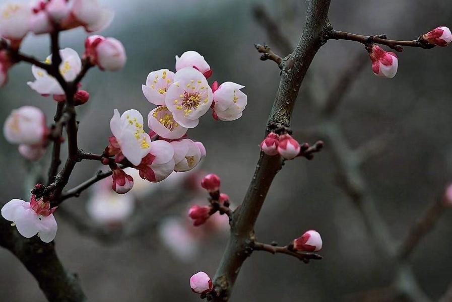 小楼清明|杨逸明卷