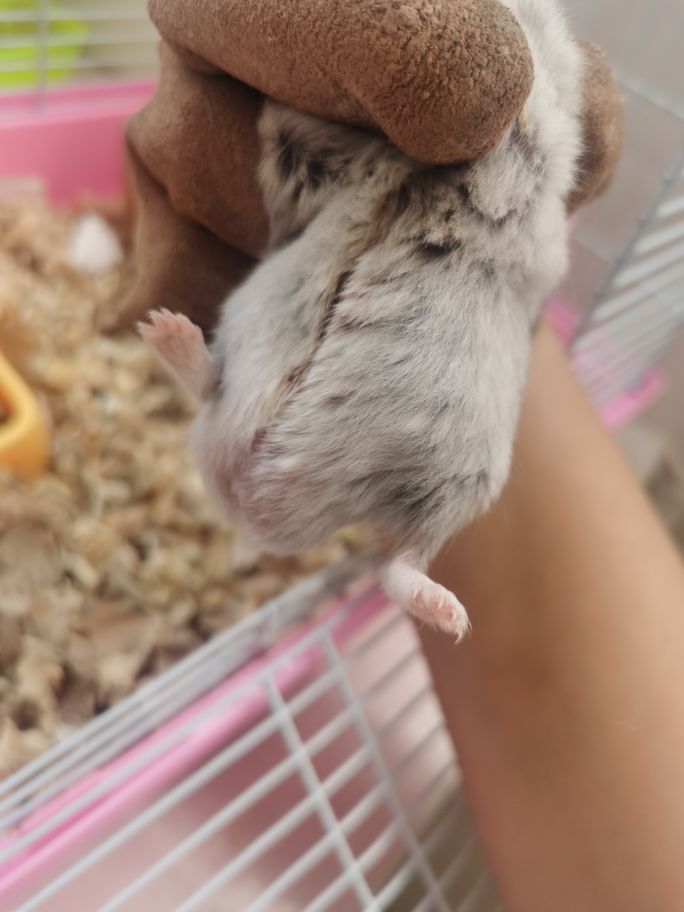 仓鼠的孩子为什么刚生出来就死了,仓鼠昨天好好的今天死了怎么办