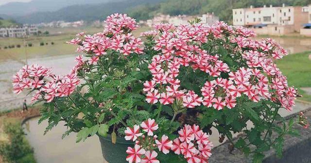 养花土如何配置天然土,怎样配制家庭养花最好的营养土