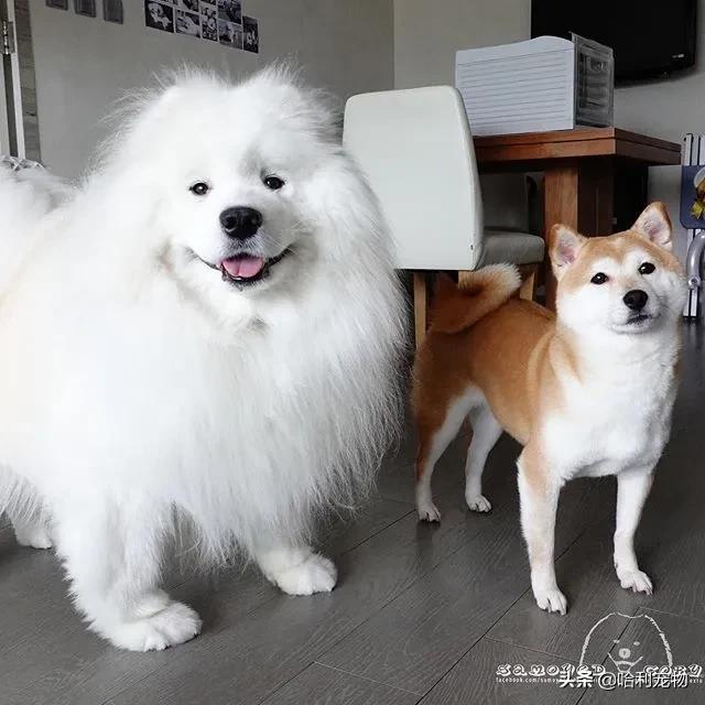 柯基和萨摩哪个可爱,萨摩耶和柯基哪个体型大