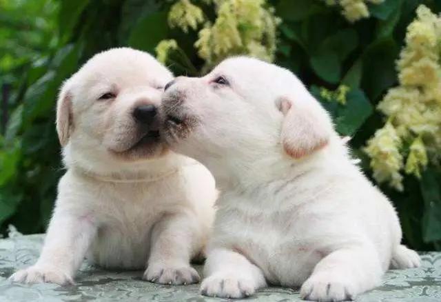 狗狗喜欢舔人，但是舔这6个地方，其实是有话跟你说