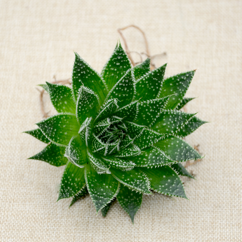 室内耐阴多肉植物推荐,多肉植物耐阴吗