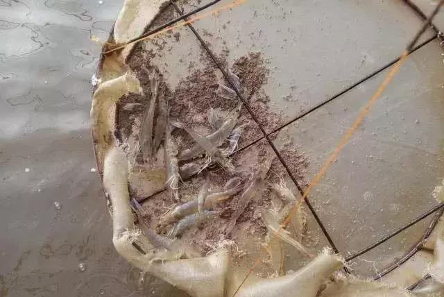 对虾肠炎有什么办法,对虾肠炎的防治方法