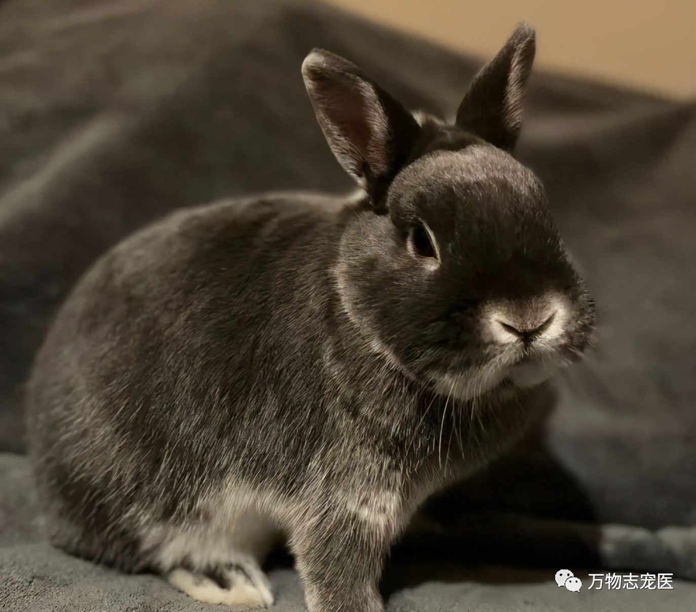 兔子不止爱吃胡萝卜,兔子有只眼睛看不见黑瞳都是白的