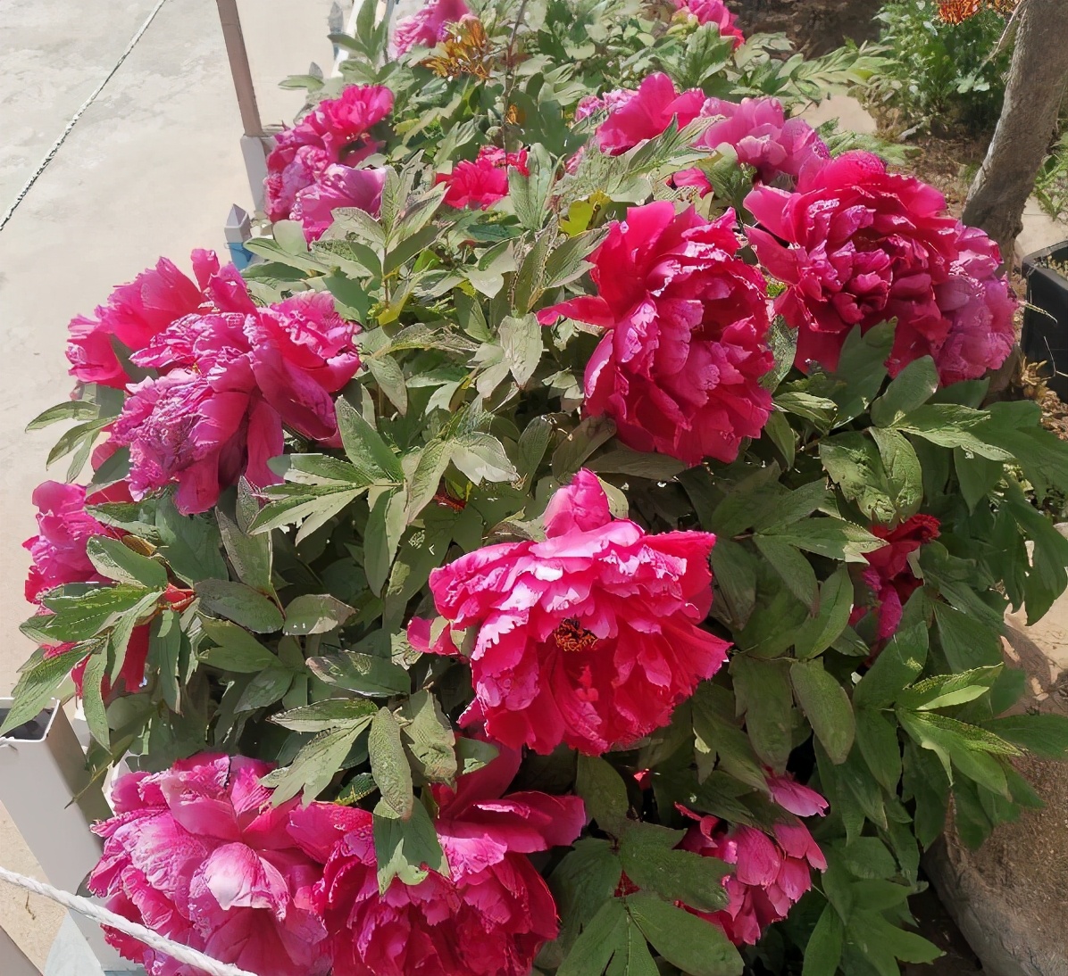 牡丹花的盆栽技术与养殖方法,牡丹花怎么栽培开花快