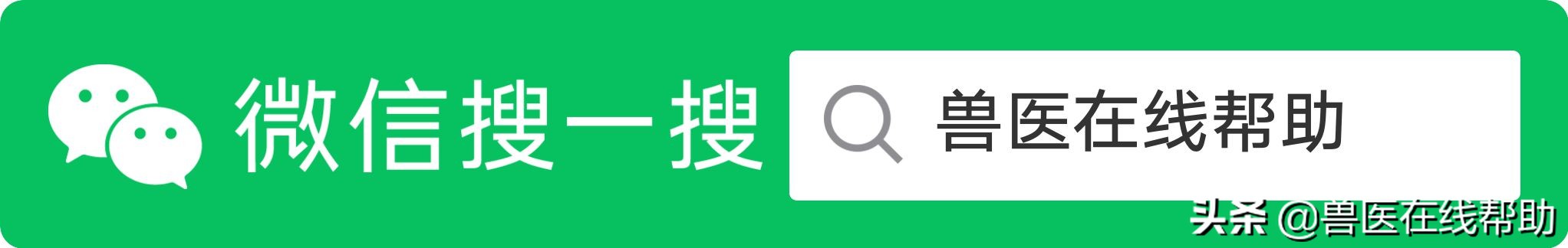 猪的伪狂犬图片,猪伪狂犬怎样补救