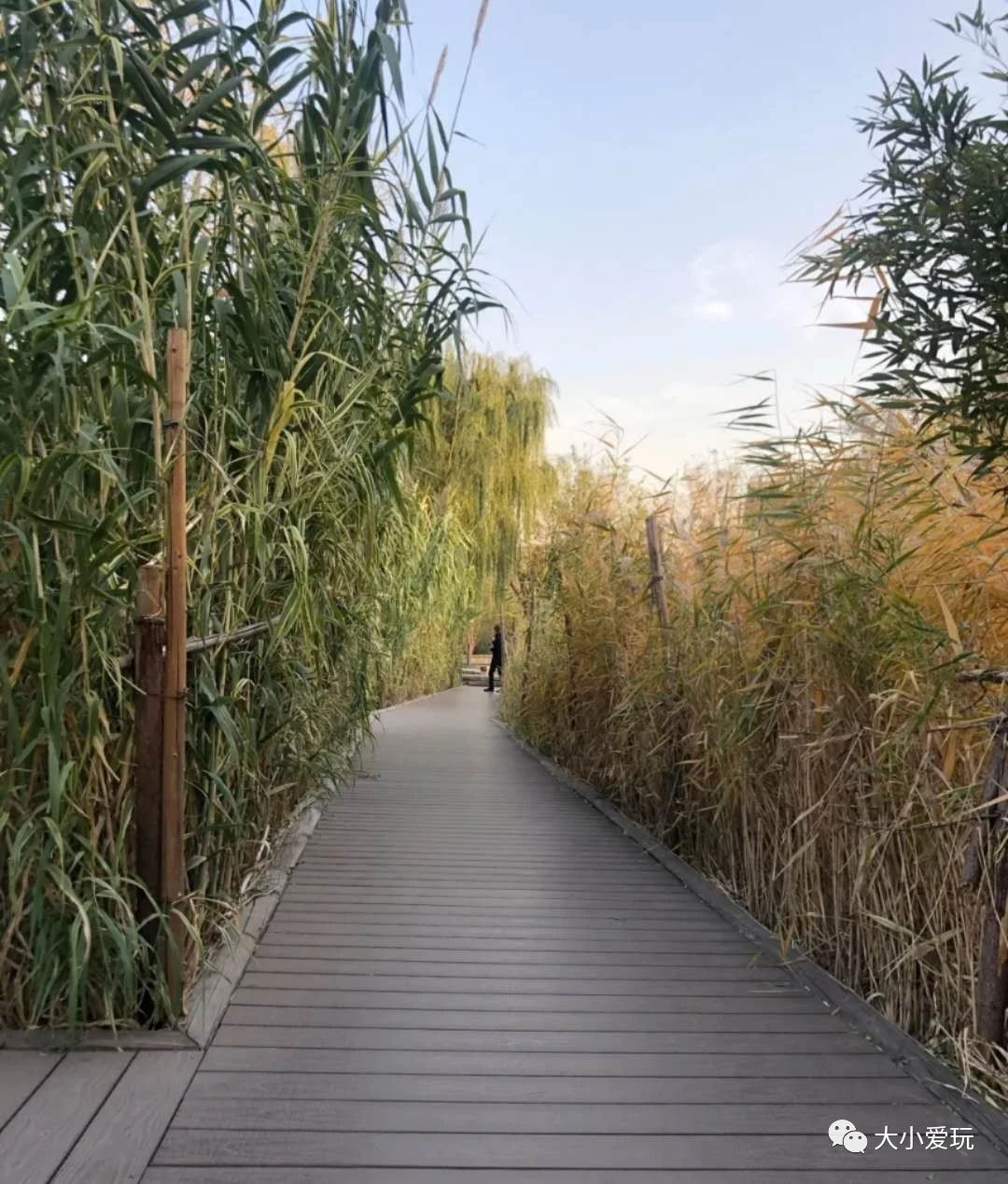 北京适合踏春旅游景点,北京春天看花的景点推荐