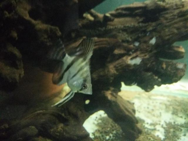 买回的观赏鱼有应激反应怎么办,新买的观赏鱼怎么预防生病