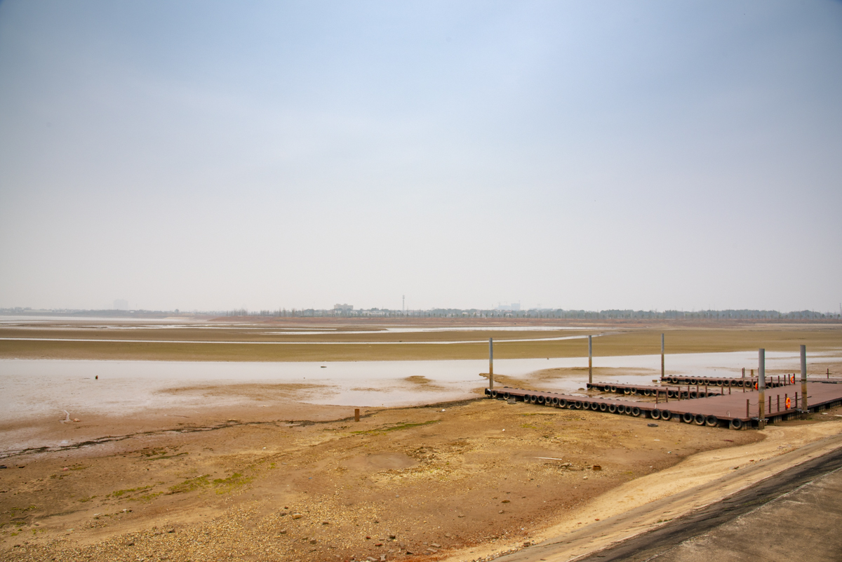 洋湖国家湿地公园,洋沙湖国家湿地公园马鞭草