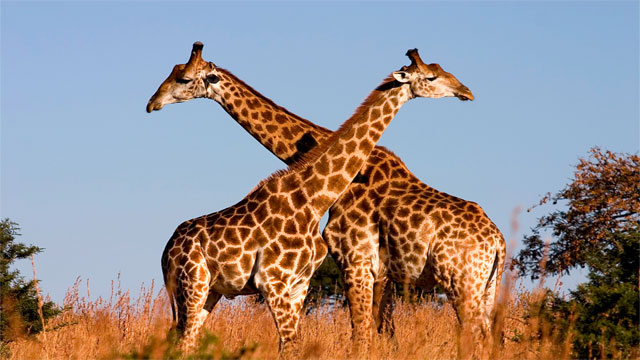 去非洲工作是种什么样的体验?他说除了吃睡,其余时间都在工作