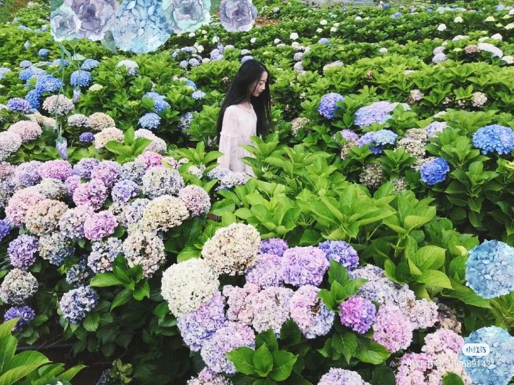 昆明春天赏花航拍,昆明添一赏花打卡点