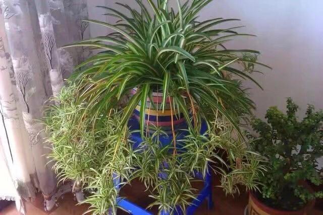 吊兰要怎么修剪才能养的茂盛,吊兰如何修剪叶子才能长得茂盛