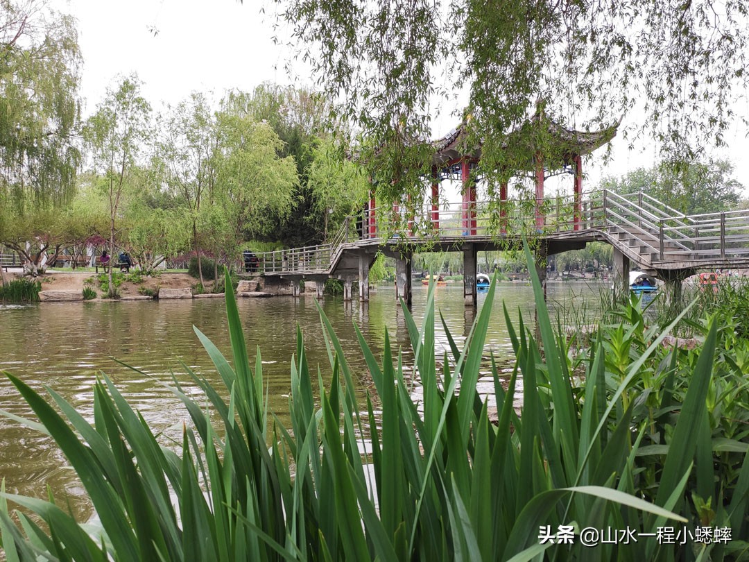 长安公园不愧是石家庄公园老大，牡丹花开真国色,游人如织来长安