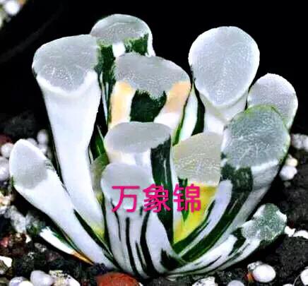 长寿花属多肉类植物,多肉类植物有哪些