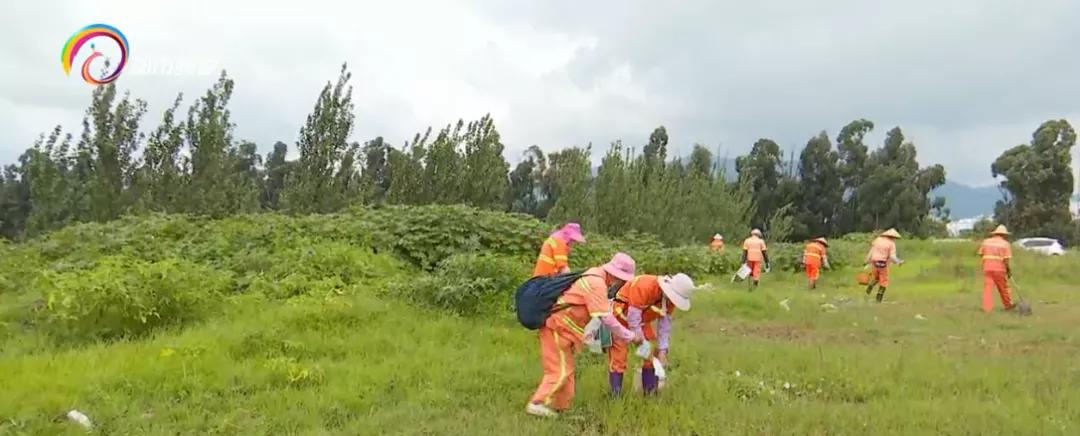 “一旦蚁群吞食诱饵，12个小时后就会出现大面积死亡！”昆明这个社区再次开展红火蚁诱杀工作