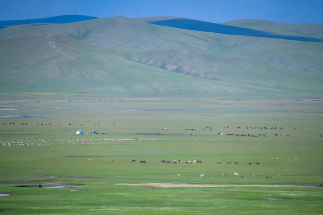 呼伦贝尔大草原天蓝草绿,呼伦贝尔蓝天白云牛羊成群