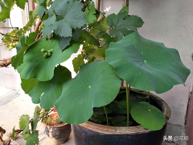 水缸种藕能开荷花吗,阳台水缸种藕