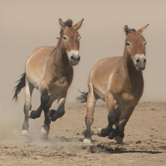 普氏野马为什么濒危,吉木萨尔濒危动物普氏野马介绍