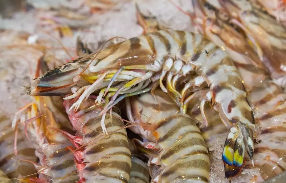 防城港市海鲜怎么挑,防城港海鲜扫货攻略附海鲜吃法