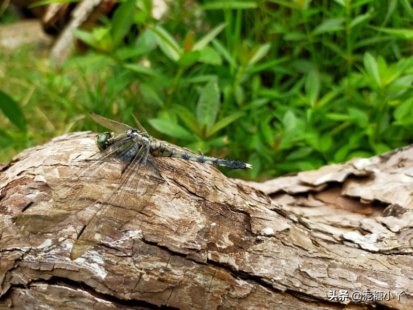 农村常见六种虫子,农村最常见的五种危险虫子