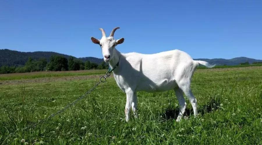 纺织常用原料,常见纺织原料