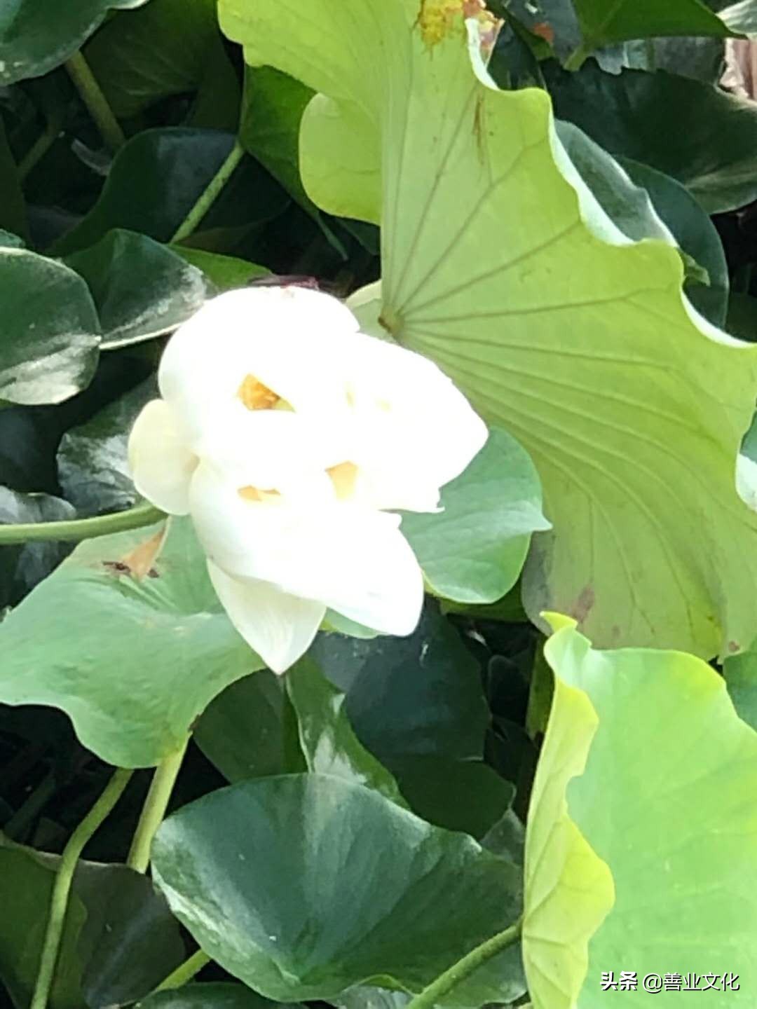 安心云中吟系列,云中吟系列