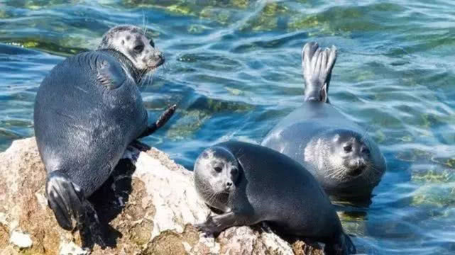 贝加尔湖有多深为什么有海洋生物,贝加尔湖的形成原理