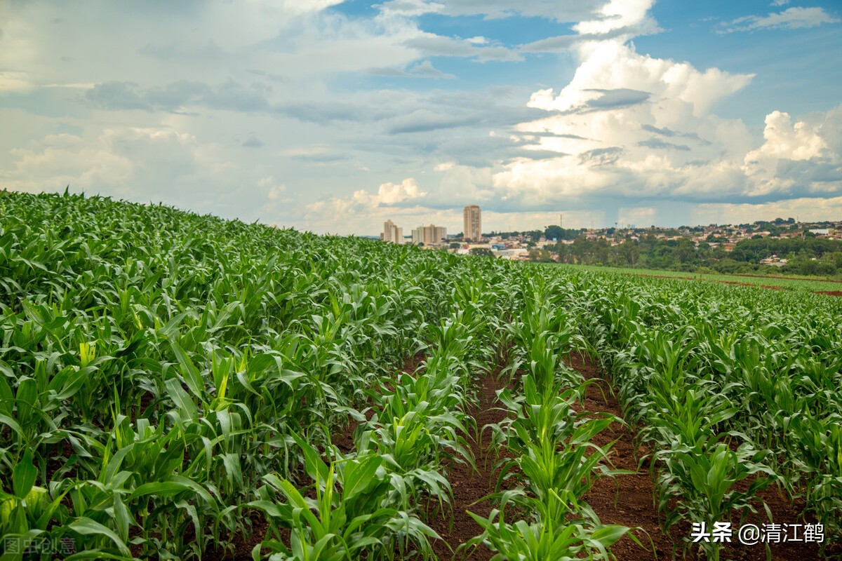 种子销售的前景,种子销售法则