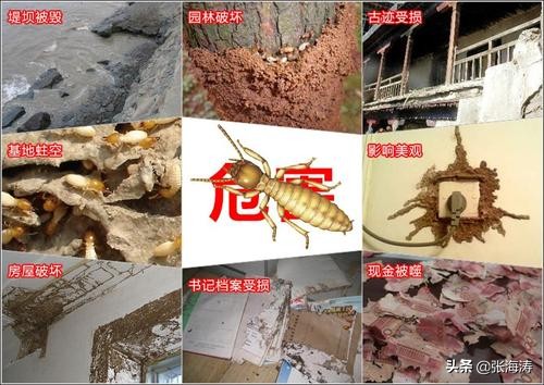 白蚁防治知识大全,海南长时间不住如何防治白蚁