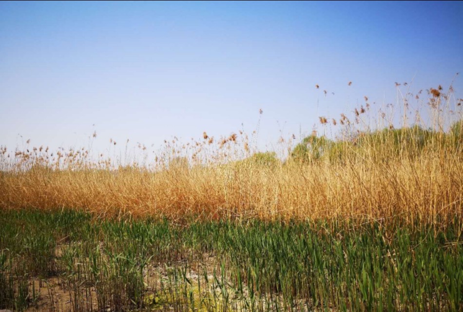 中医实战笔记50味常用中药,中医实战笔记第二章中药禁忌
