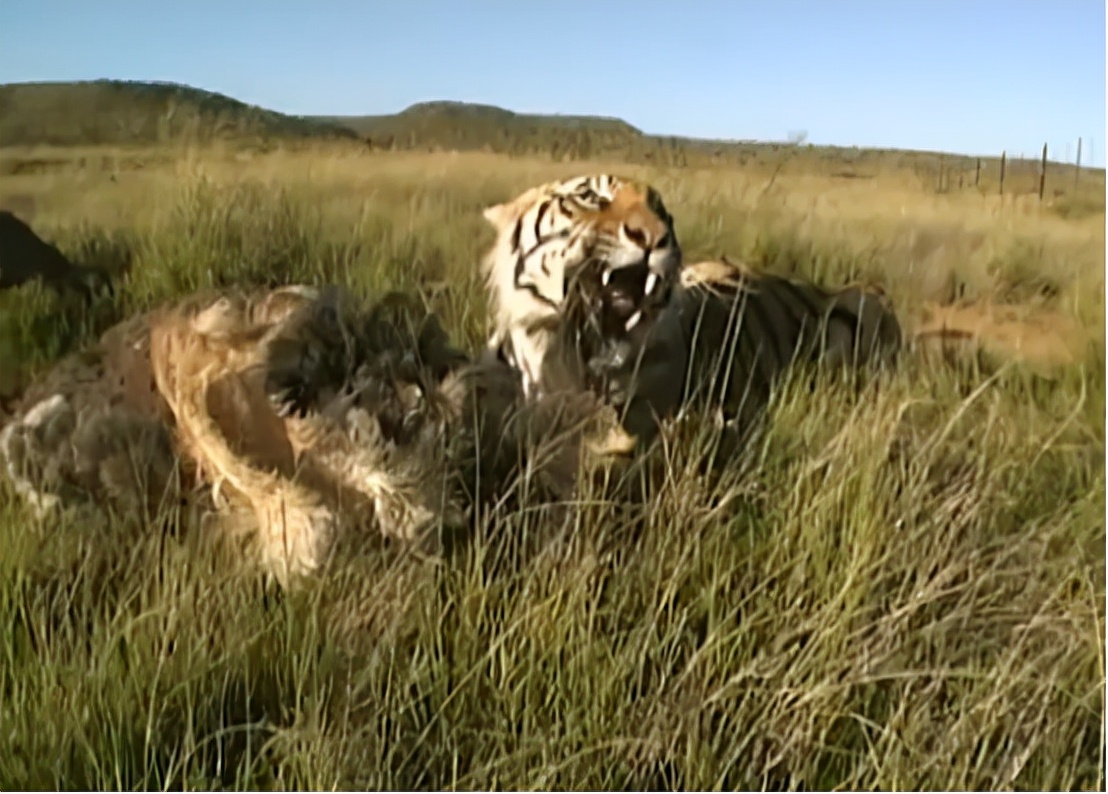 科学家把两头老虎运到非洲，这样的入侵，狮子还能保住地位吗？