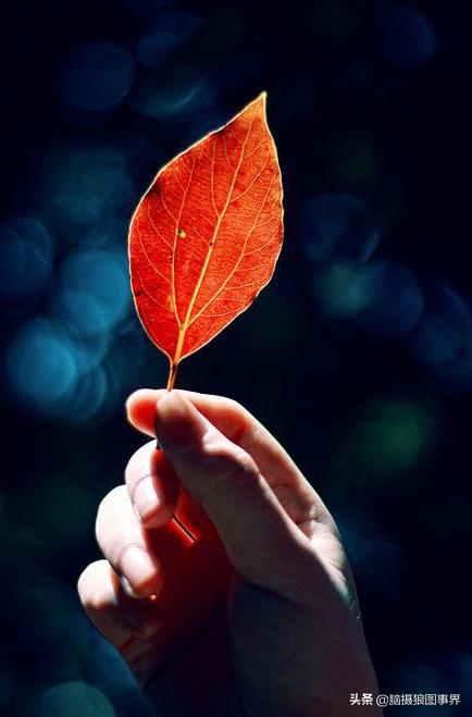 秋叶拍照构图,如何拍摄秋叶照片