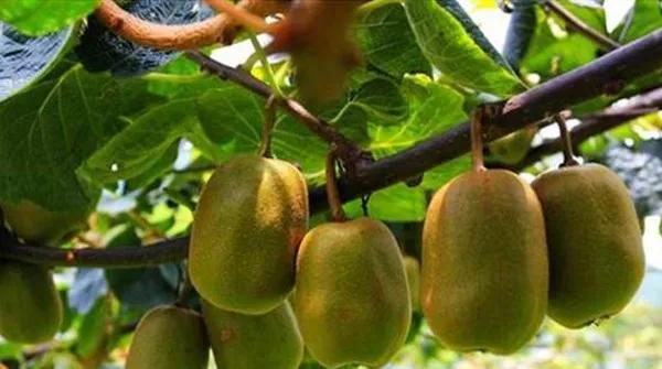 今年猕猴桃价格多少,2023年猕猴桃市场价格分析