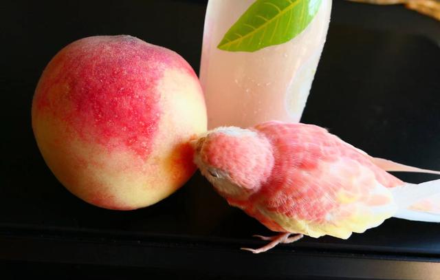 市面上罕见的鹦鹉叫什么,虎皮鹦鹉中国有野生的吗