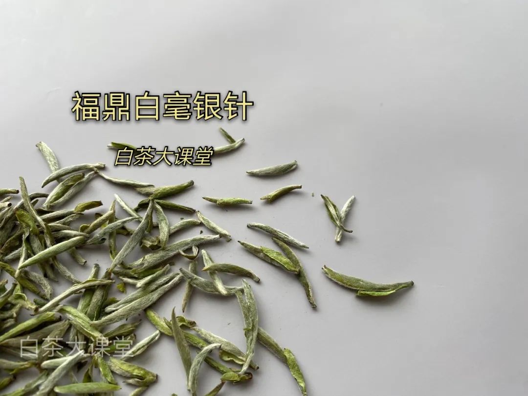 月光白老品种白茶,为什么有人说月光白是普洱茶