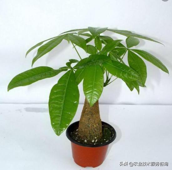 发财树叶片发黄卷曲怎么回事,发财树叶片发黄是怎么回事