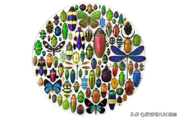 蝗虫算是物种入侵吗,蝗虫是圣甲虫吗