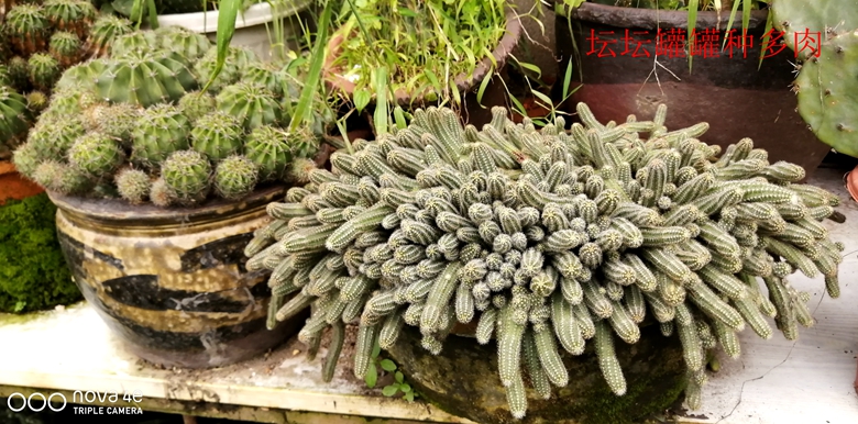 小容器种花草,别致花盆配什么花